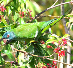 Conure à tête bleue