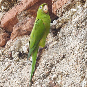 Conure maîtresse