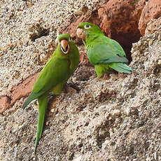 Conure maîtresse