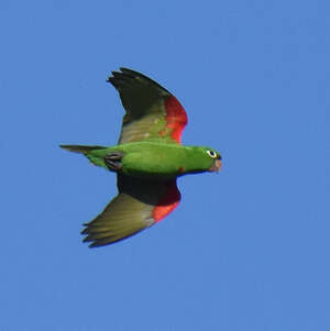 Conure maîtresse