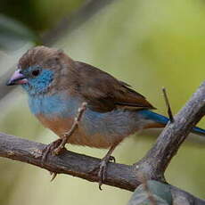Cordonbleu à joues rouges