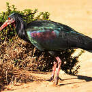 Ibis chauve