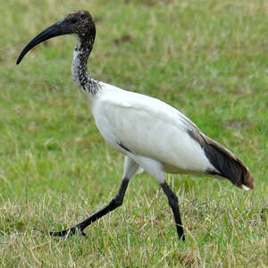 Ibis sacré