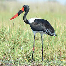 Jabiru d'Afrique