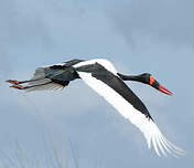 Jabiru d'Afrique