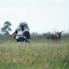 Jabiru d'Afrique