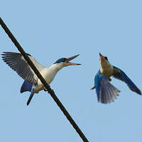 Martinchasseur à collier blanc Todiramphus chloris