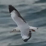 Mouette du Tibet