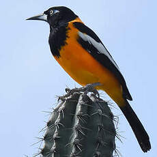 Oriole troupiale