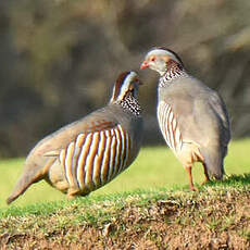 Perdrix gambra