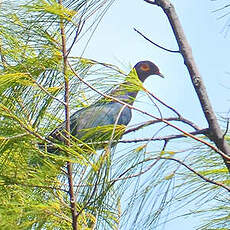 Pigeon à cou rouge