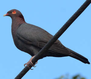 Pigeon à cou rouge