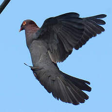 Pigeon à cou rouge