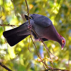 Pigeon à cou rouge