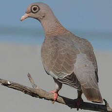 Pigeon jounud