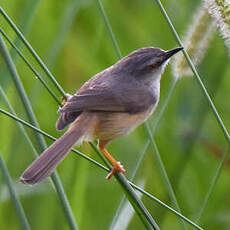 Prinia modeste