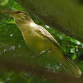 Northern Marquesan Reed Warbler