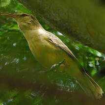 Rousserolle de Nuku Hiva