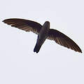 Black-nest Swiftlet