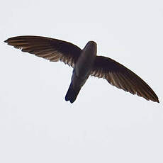 Salangane à nid noir