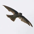 Marquesan Swiftlet