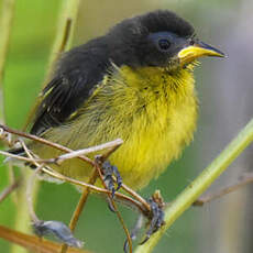 Sucrier à ventre jaune