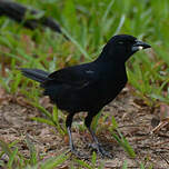 Tangara à galons blancs