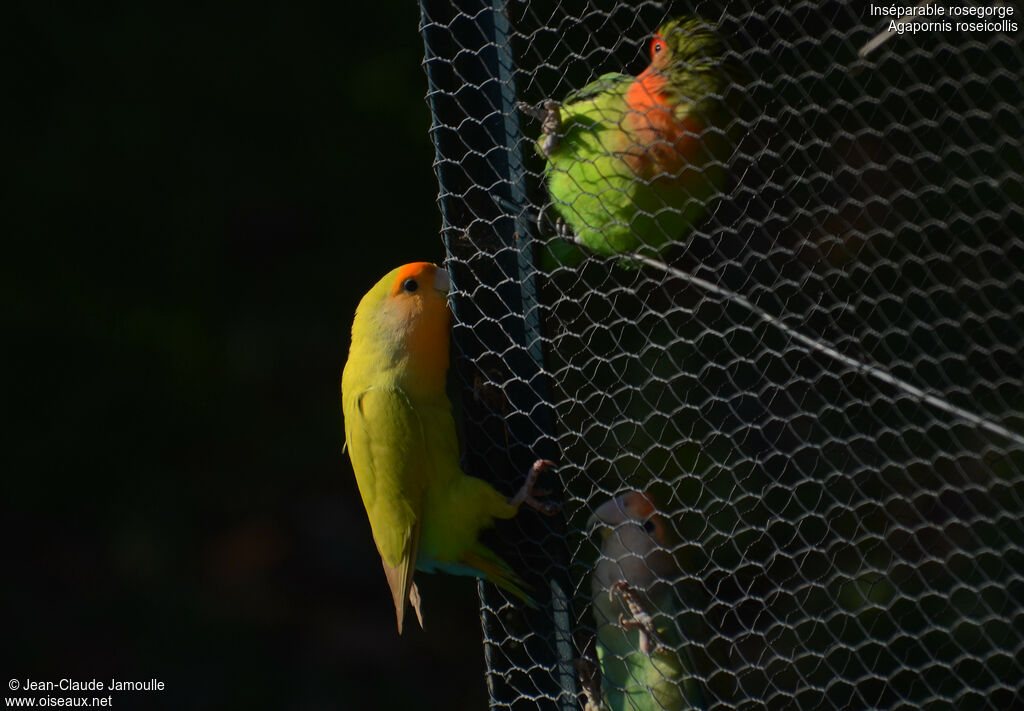 Rosy-faced Lovebird, Behaviour