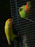 Rosy-faced Lovebird