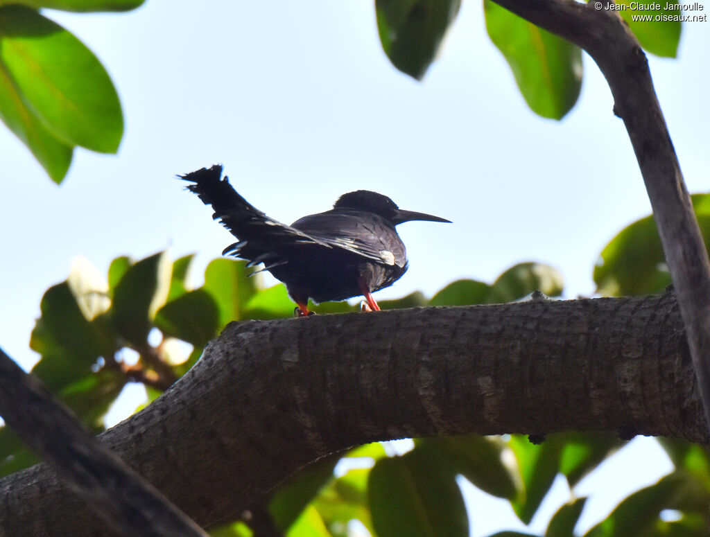 Green Wood Hoopoeimmature