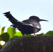 Green Wood Hoopoe