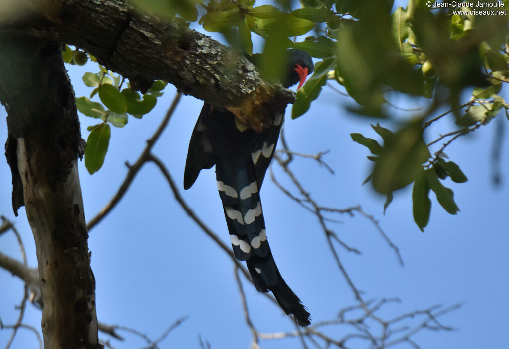 Green Wood Hoopoe