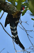 Green Wood Hoopoe