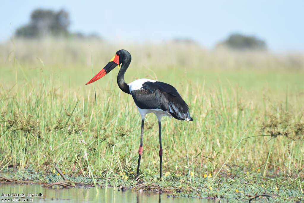 Jabiru d'Afrique mâle adulte nuptial, habitat, pigmentation