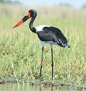 Saddle-billed Stork