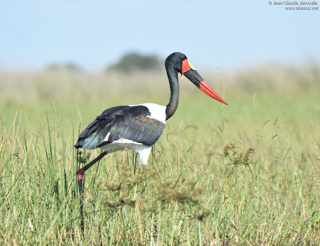 Jabiru d'Afrique mâle adulte