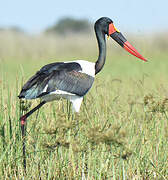 Saddle-billed Stork