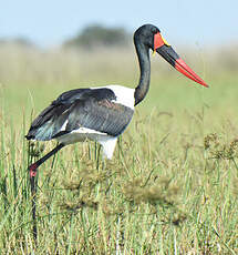 Jabiru d'Afrique