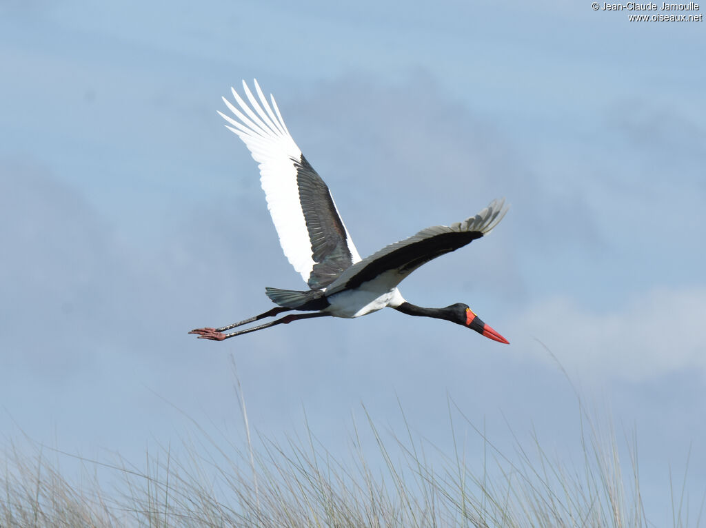 Jabiru d'Afrique mâle adulte