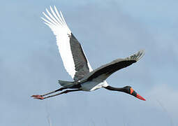 Saddle-billed Stork