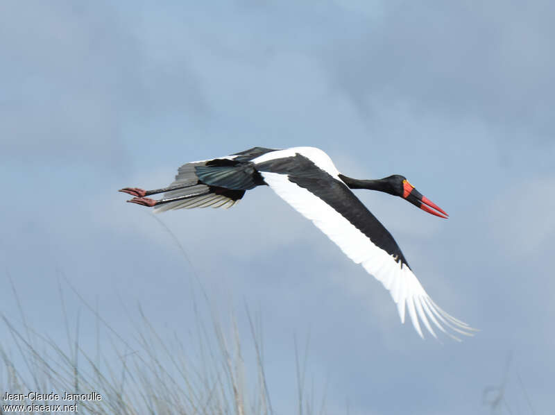 Saddle-billed Stork male adult, pigmentation, Flight