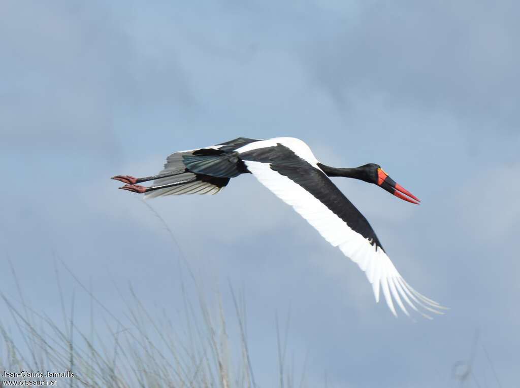 Jabiru d'Afrique mâle adulte, pigmentation, Vol