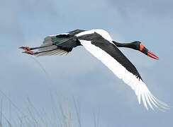 Saddle-billed Stork