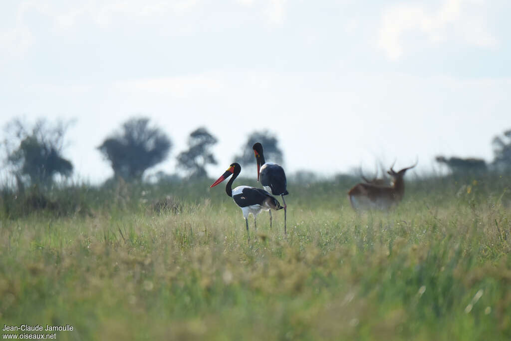 Jabiru d'Afriqueadulte, habitat