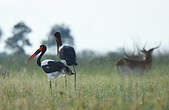 Jabiru d'Afrique