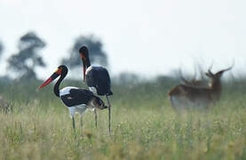 Saddle-billed Stork