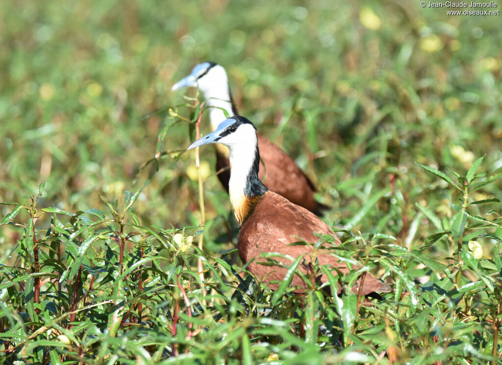 Jacana à poitrine dorée