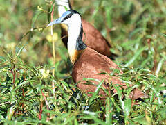 Jacana à poitrine dorée