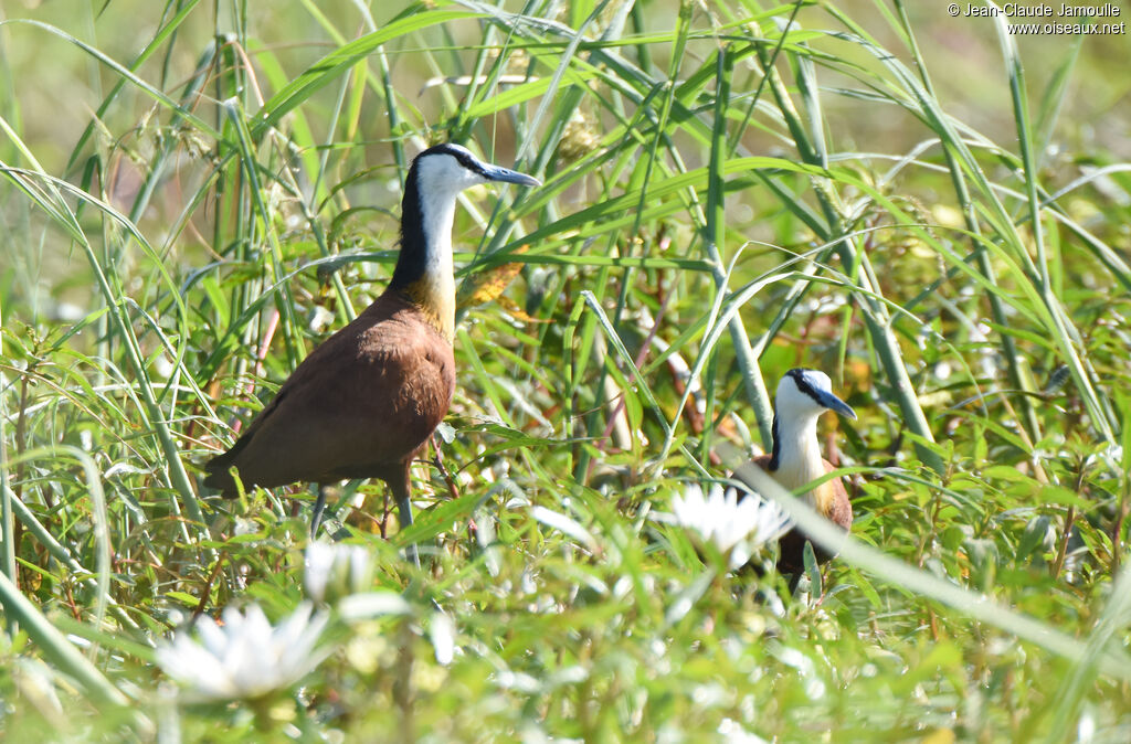 Jacana à poitrine dorée