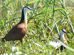 African Jacana